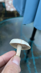 Agrocybe praecox