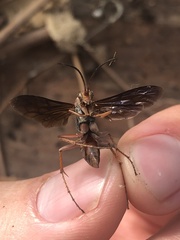Tachypompilus ferrugineus