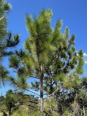 Pinus elliottii