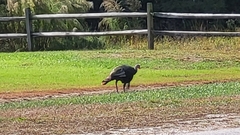 Meleagris gallopavo silvestris