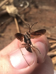 Tachypompilus ferrugineus