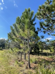 Pinus elliottii