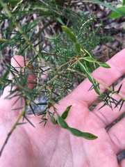 Acacia ulicifolia