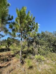 Pinus elliottii