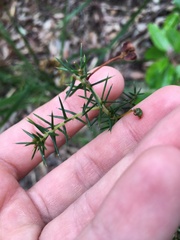 Acacia ulicifolia