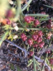 Colletieae