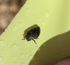 Homalodisca insolita