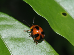 Callidemum discorufum