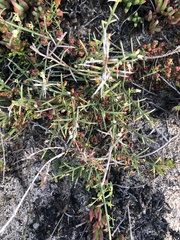 Colletieae