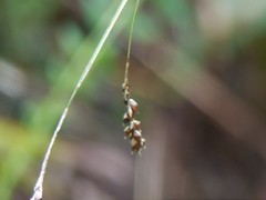Carex gracillima
