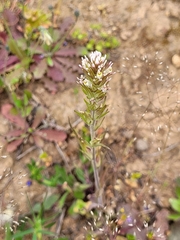 Castilleja