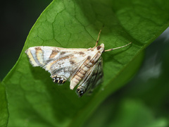 Margarosticha repetitalis
