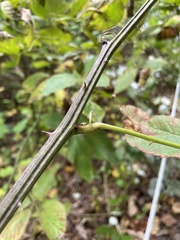 Rubus pensilvanicus