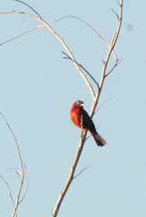 Coryphospingus cucullatus