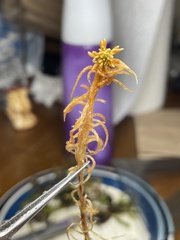 Sphagnum fuscum