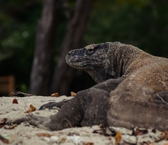 Varanus komodoensis