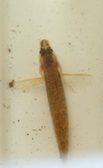 Etheostoma flabellare