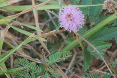 Mimosa strigillosa