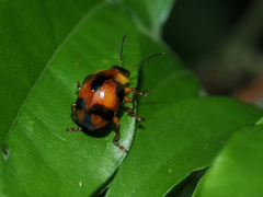 Callidemum discorufum