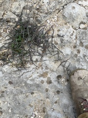 Passiflora tenuiloba