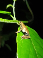 Sarayacu Treefrog photo 3