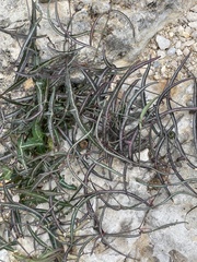 Passiflora tenuiloba