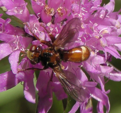 Sicus ferrugineus