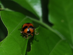 Callidemum discorufum