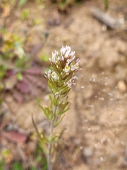 Castilleja
