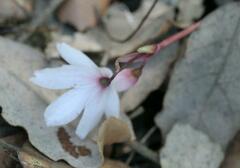 Acis autumnalis