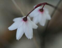 Acis autumnalis