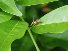 Ropalidia romandi