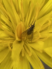 Phthiriinae