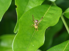 Ropalidia romandi