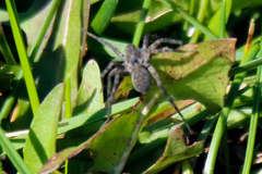 Pardosa lapidicina