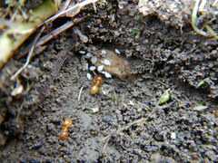 Acanthomyops
