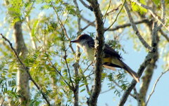Myiarchus