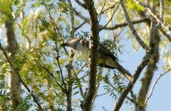 Myiarchus