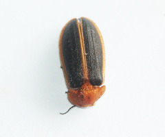 Asymmetricata ovalis