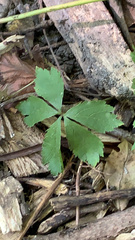 Potentilla canadensis