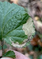 Metallus lanceolatus