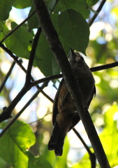 Thamnophilus caerulescens