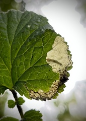 Metallus lanceolatus