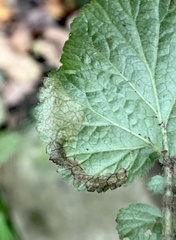 Metallus lanceolatus