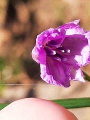 Arthropodium strictum