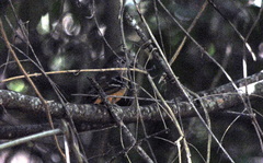 Thamnophilus caerulescens