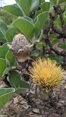 Wunderlichia mirabilis