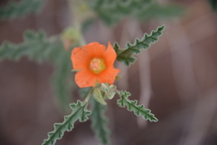 Sphaeralcea hastulata