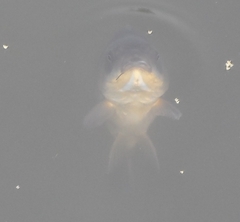 Cyprinus