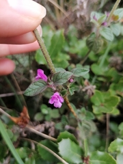 Clinopodium vulgare